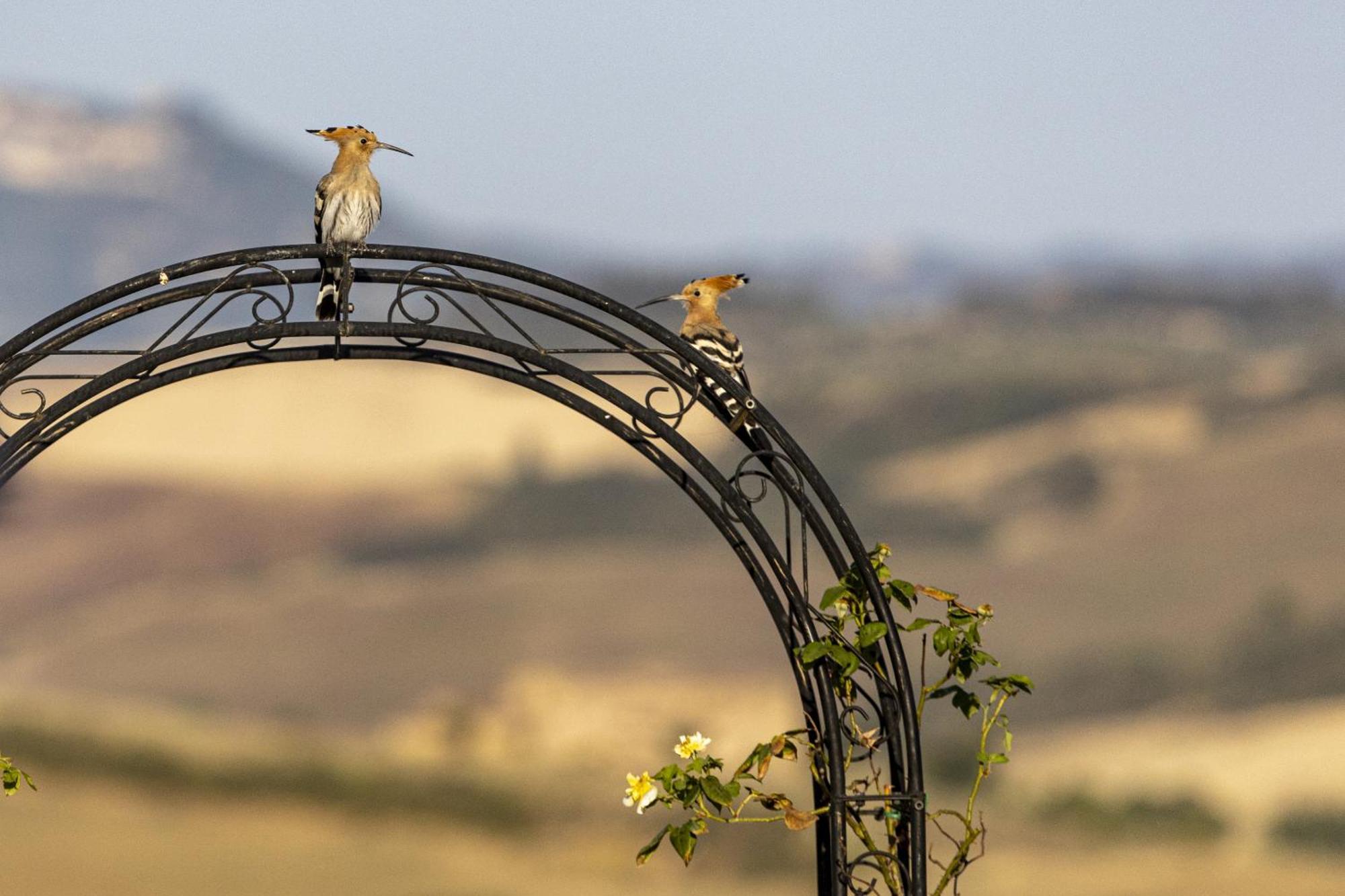 Villa Vento D'Orcia à Pienza Extérieur photo